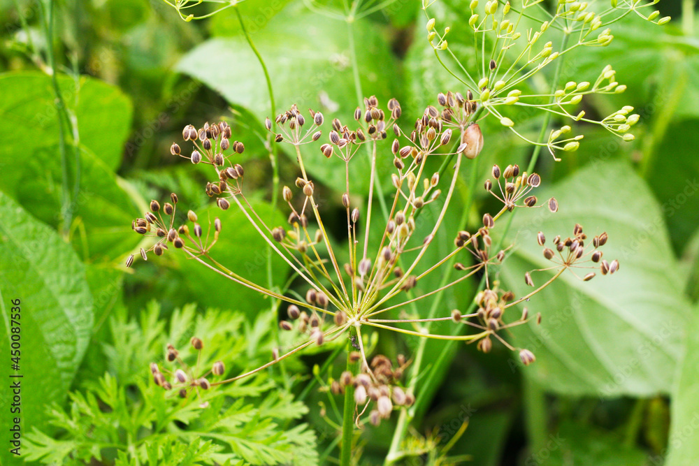 Dill mit Samen - Gewürzpflanze zum Einlegen von Gurken. Dillsamen (Anethum graveolens) Dill mit Samen - Gewürzpflanze zum Einlegen von Gurken. Dillsamen (Anethum graveolens)