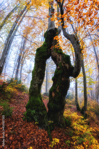 Amazing nature landscape with autumn dark misty forest and bizarre trees, out...