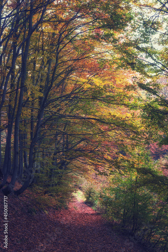 Amazing nature landscape with autumn dark misty forest and bizarre trees, out...