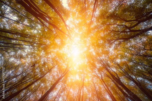 Nature sunny background, treetops in sunlight, autumn concept