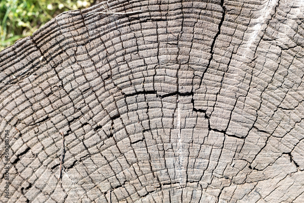 background texture tree trunk old with cracks background texture tree trunk old with cracks