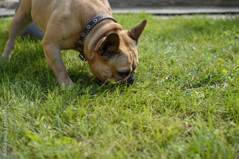 french bulldog sniffing green grass at summer