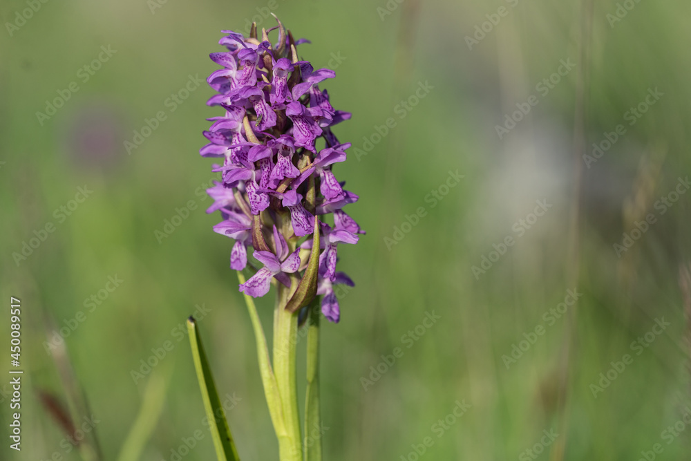 Very rare European native orchid (Latin: Orchidaceae, Dactylorhiza baltica) on a meadow. Also called marsh or spotted orchid. Lilac pillar within bright green leaves under summer sun. Estonia, Europe. Very rare European native orchid (Latin: Orchidaceae, Dactylorhiza baltica) on a meadow. Also called marsh or spotted orchid. Lilac pillar within bright green leaves under summer sun. Estonia, Europe.