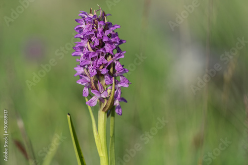 Very rare European native orchid (Latin: Orchidaceae, Dactylorhiza baltica) on a meadow. Also called marsh or spotted orchid. Lilac pillar within bright green leaves under summer sun. Estonia, Europe.