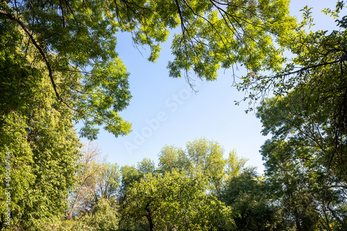 Green leaves of trees against the blue sky.