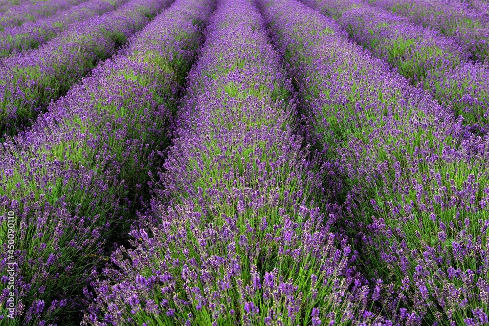 Naklejka premium Lavender rows, in Malton, North Yorkshire, England.