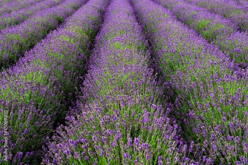 Lavender rows, in Malton, North Yorkshire, England.