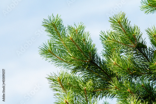 Fir green branches with cones in the spring. © Prikhodko