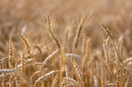 Field of wheat at sunset, selective focus, agricultural background