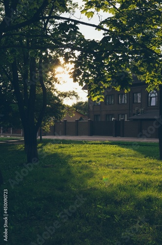 Sunlight on grass between park trees on summer evening