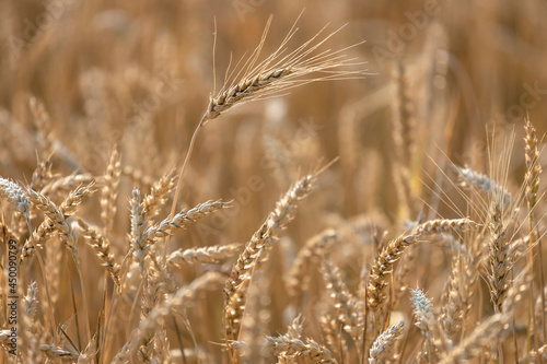 Field of wheat at sunset, selective focus, agricultural background