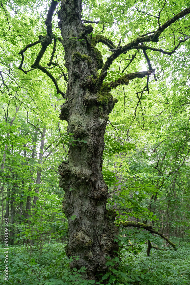 Fototapeta premium Old trunk of a grove-broadleaf tree in tiny Baltic Sea island. Central European-type broadleaf forest. Nature reserve created by Estonian botanist Teodor Lippmaa.