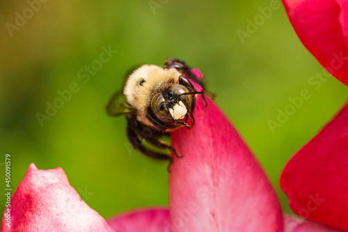 Eastern Carpenter Bee on Rose Flower photo