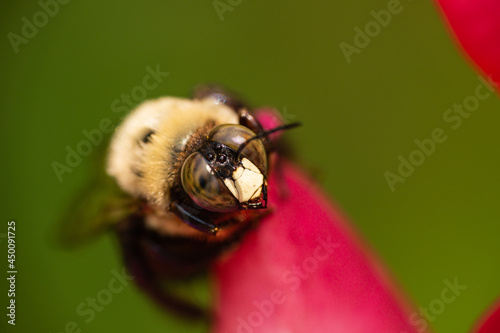 Eastern Carpenter Bee on Rose Flower photo