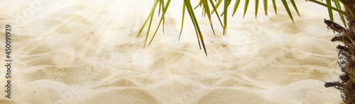 under the palm tree on white sand, closeup of empty sand beach in sunshine, palm tree at the edge of sandy soil background with advertising space