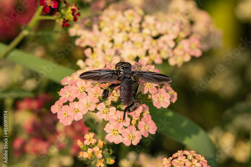 Feather Legged Fly on Yarrow Flowers