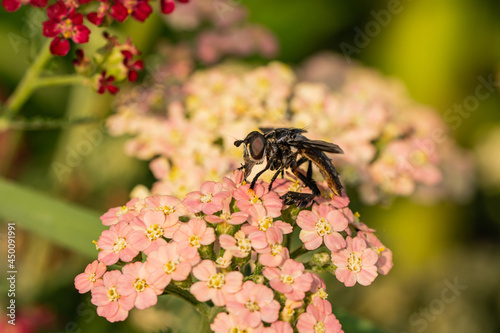 Feather Legged Fly on Yarrow Flowers