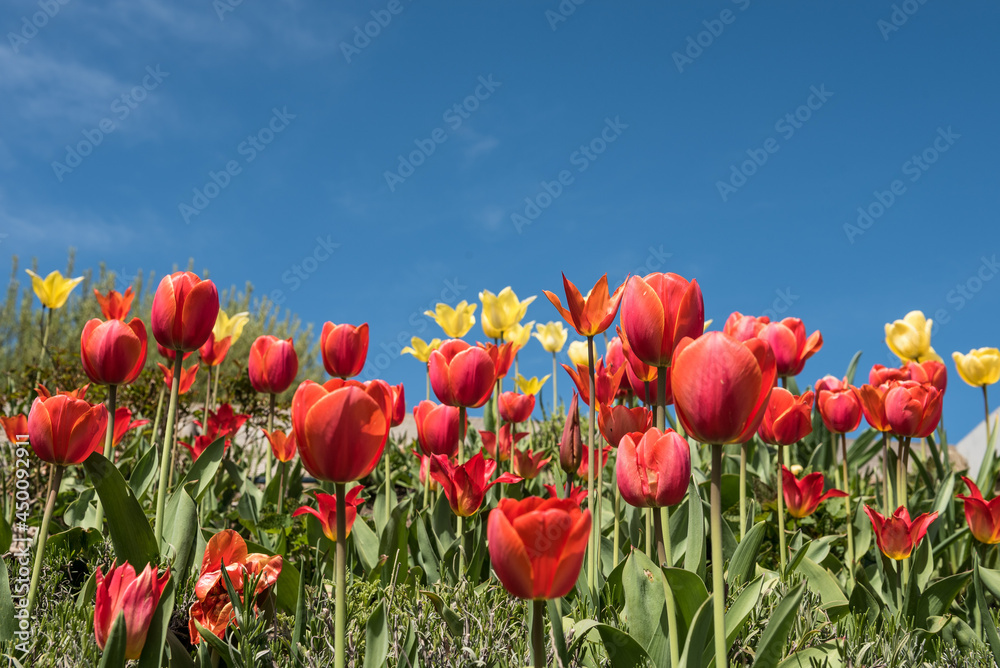 Fototapeta premium rote und gelbe Tulpen am Rand vor blauem Himmel