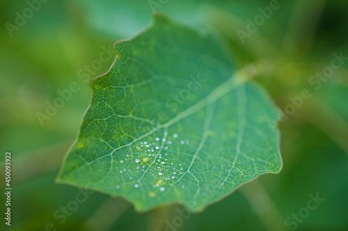 Zitterpappelblatt mit kleinen Wassertropfen im Frühjagr | Populus tremula | European Aspen leaf (forest in Germany)