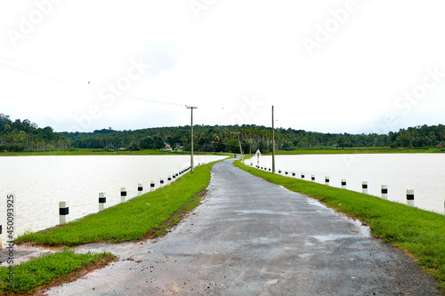 A village road through paddy field during flood time