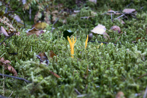 Calocera viscosa, commonly known as the yellow stagshorn, is a jelly fungus, a member of the Dacrymycetales, an order of fungi characterized by their unique 