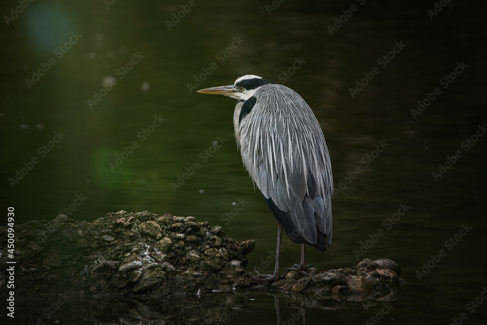 Naklejka premium Graureier