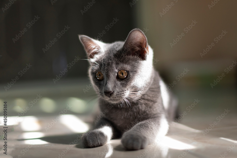 little silver blue cat or Korat Thai cat lyinng on floor with soft lighting background