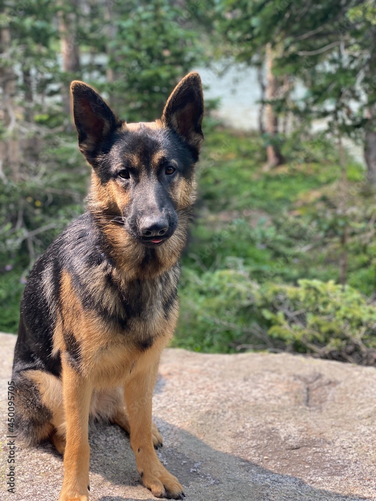 german shepherd puppy