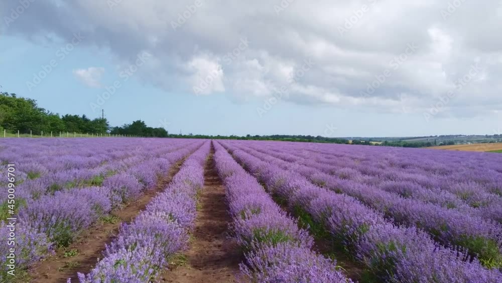 Beautiful lavender field on summer day Beautiful lavender field on summer day