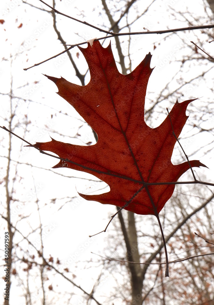 Fototapeta premium Autumn Leaf Suspended on Tree Branch