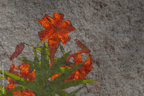 Orange lily flowers on the background of a gray stone structure.
