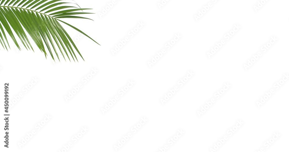 Tropical palm leaf on white background Tropical palm leaf on white background