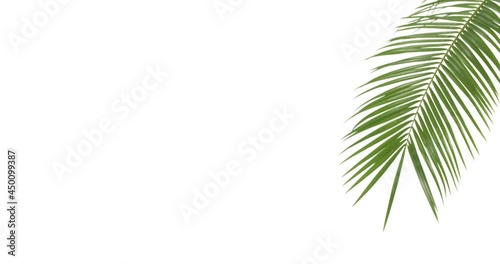 Tropical palm leaf on white background