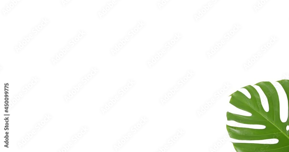 Green tropical leaf on white background Green tropical leaf on white background