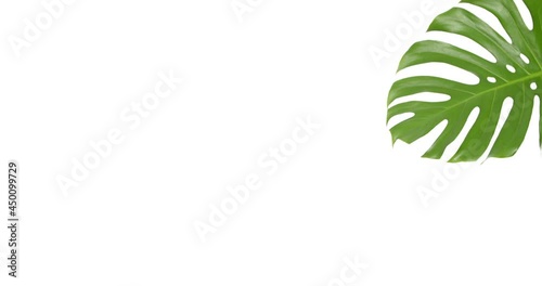 Green tropical leaf on white background