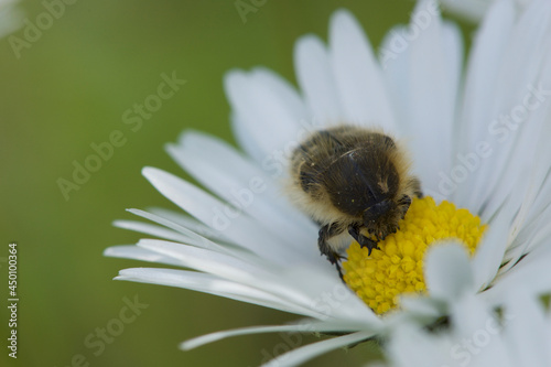 small fuzzy insect in a flower