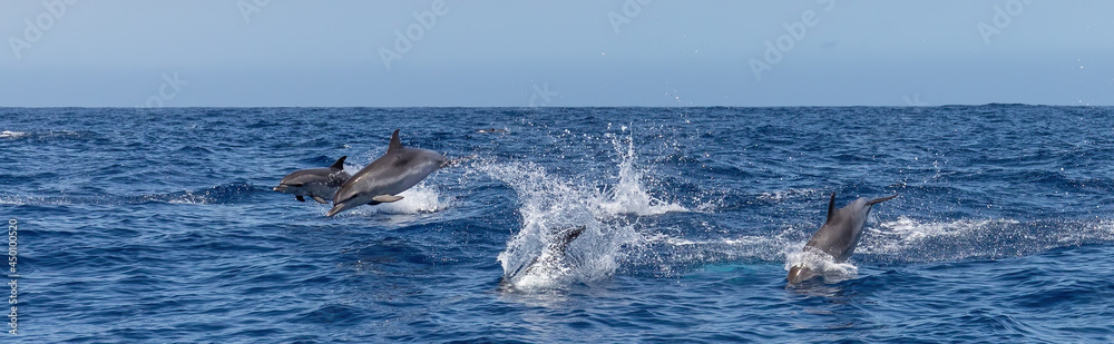 Fototapeta premium Atlantic spotted dolphins jumping and leaping in the waves