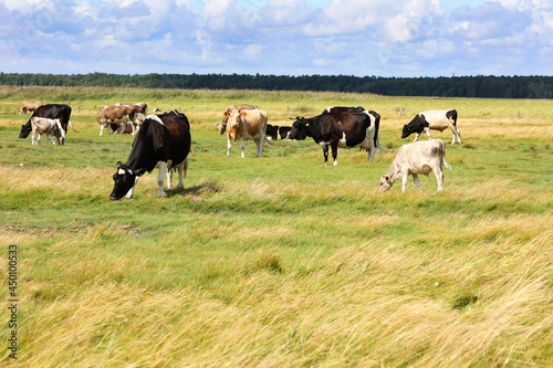 Piękny pejzaż z widokiem na pastwisko i pasące się krowy.  #450100533