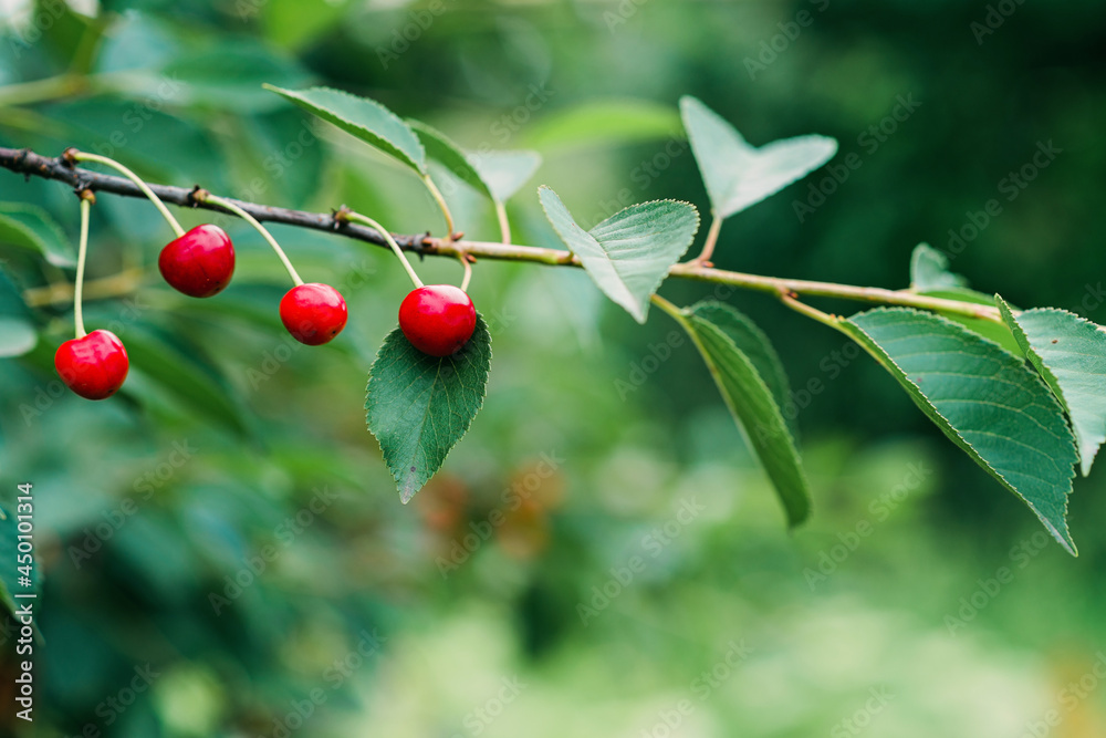 Obraz premium Bunches of ripe red cherries on a tree branch. Organics, agriculture. Soft selective focus.