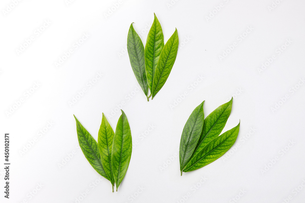 Fototapeta premium Green leaves on white background, flat lay. Deco, botanical set.