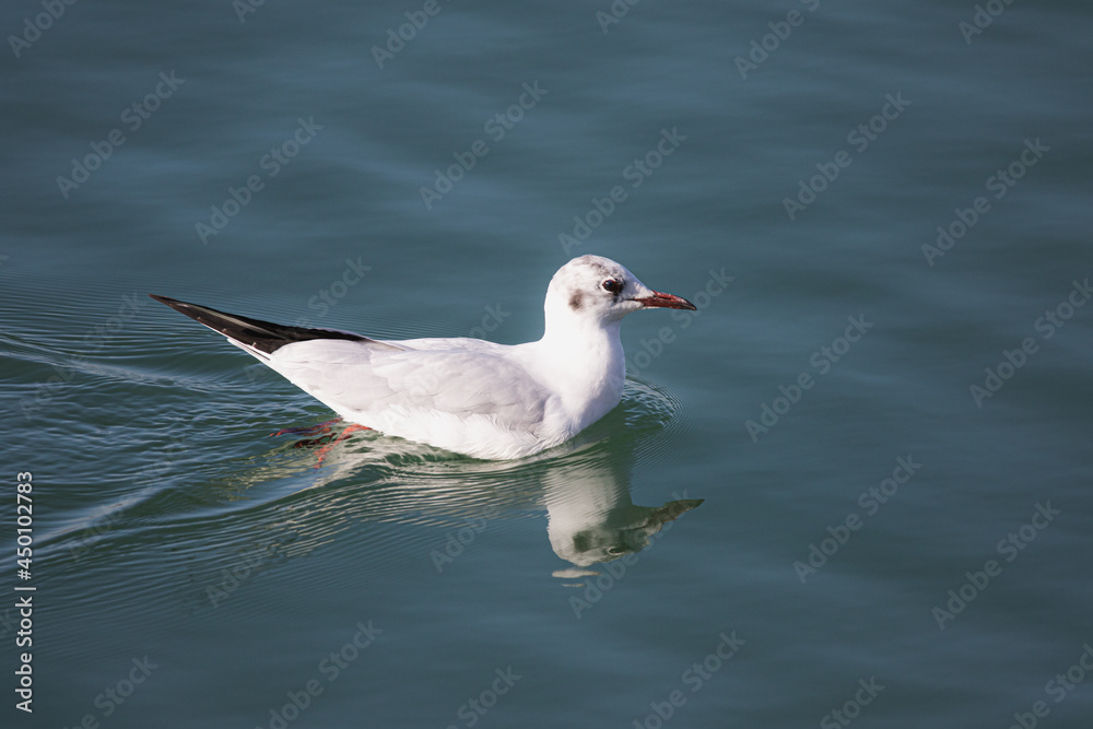 Mouette rieuse