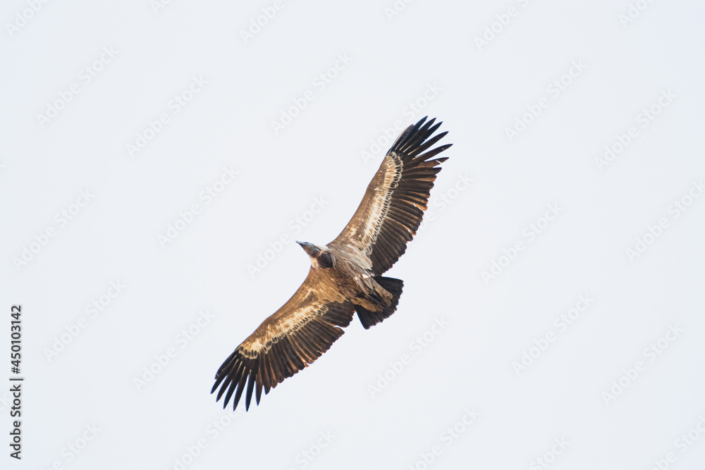 Obraz premium Vautour fauve