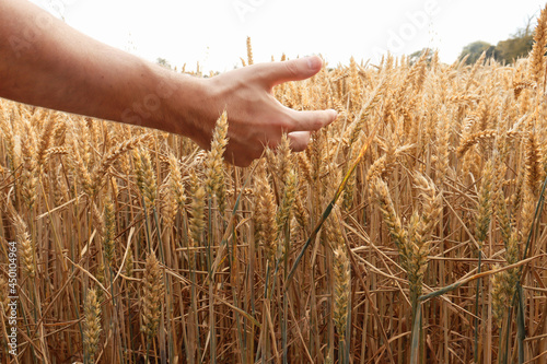 A man walks in a field touching ripe wheat ears with his hand. Perfect background for agriculture and organic wheat harvest.