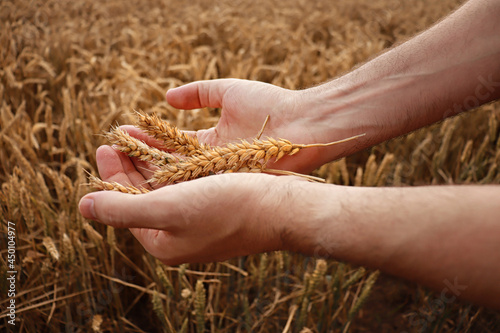 In a field of wheat cultivation, a man collects ripe ears of wheat with his hands.