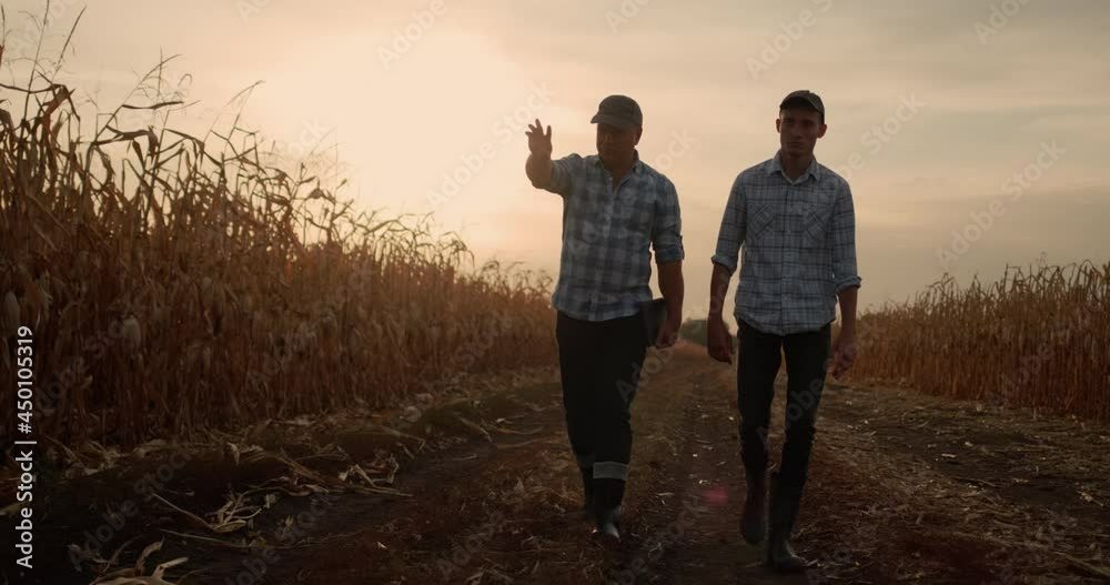 Two farmers walk along a shallow road between corn fields at sunset