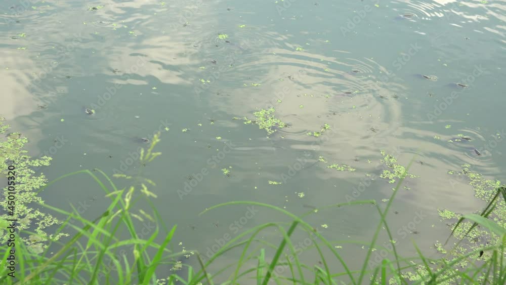 fish suffocate in polluted water