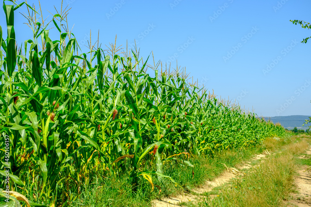 green corn field on blue sky green corn field on blue sky
