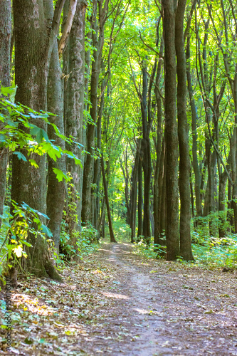 Tall green trees with fresh foliage in summer forest  park at sunny day. A maple grove. A curving footpath winds away beyond a horizon. A beautiful landscape  picturesque walkway. Nature wallpaper.