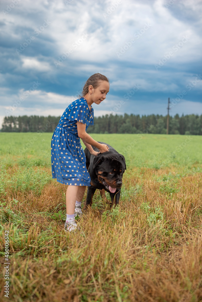A girl in the field plays with a large, thoroughbred handsome Rottweiler.