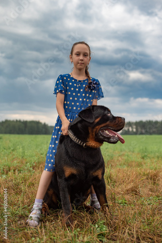 A girl in the field plays with a large, thoroughbred handsome Rottweiler. © shymar27